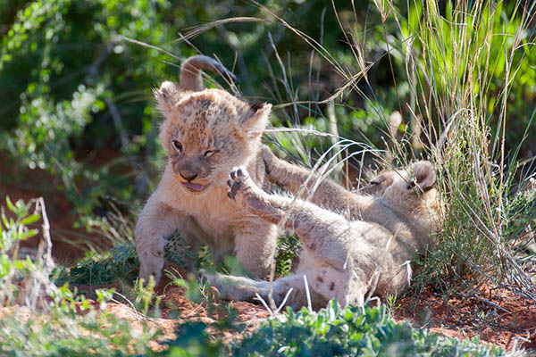 cubs at play
